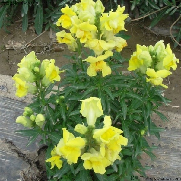 黄色金鱼草图片