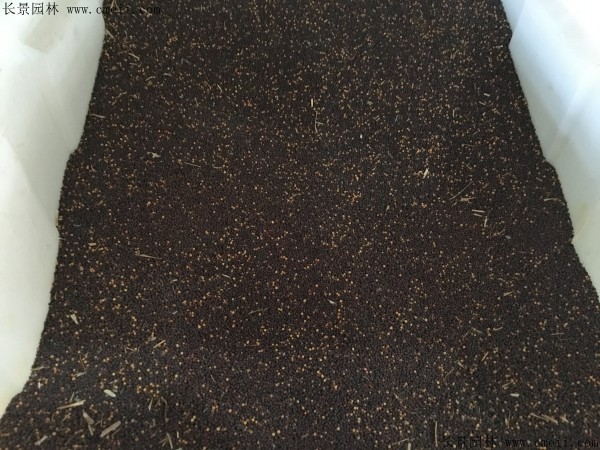 油菜籽种子图片