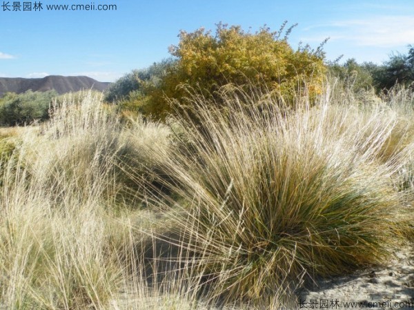 芨芨草种子发芽出苗图片