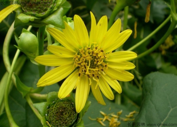 串叶松香草种子图片