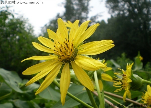 串叶松香草种子图片