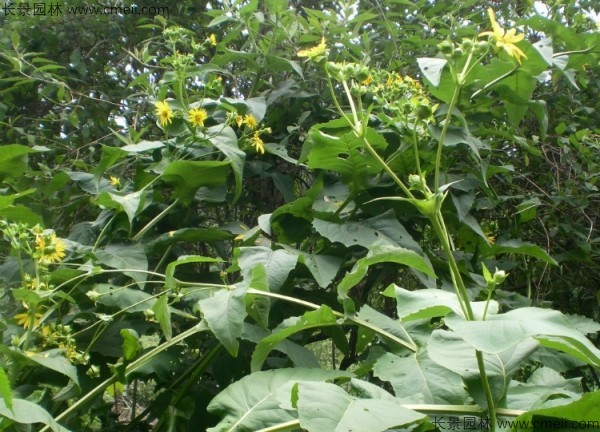 串叶松香草种子图片