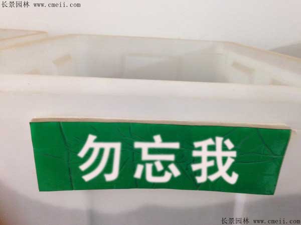 勿忘我种子图片