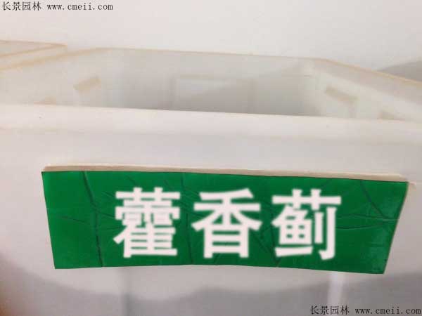 藿香蓟种子图片