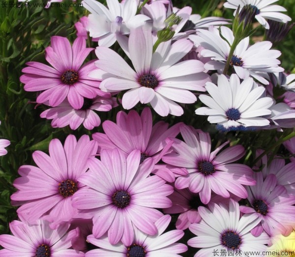 非洲万寿菊种子发芽出苗开花图片