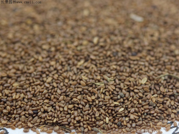 风铃花种子图片