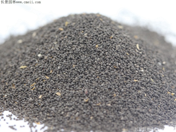 柳穿鱼种子图片