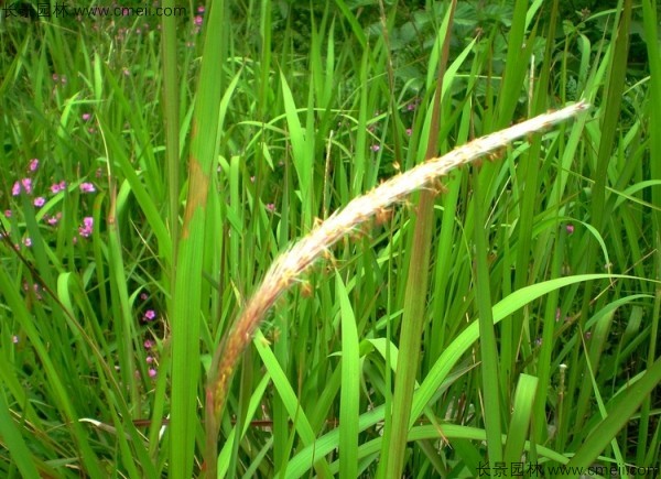 白茅种子发芽出苗图片