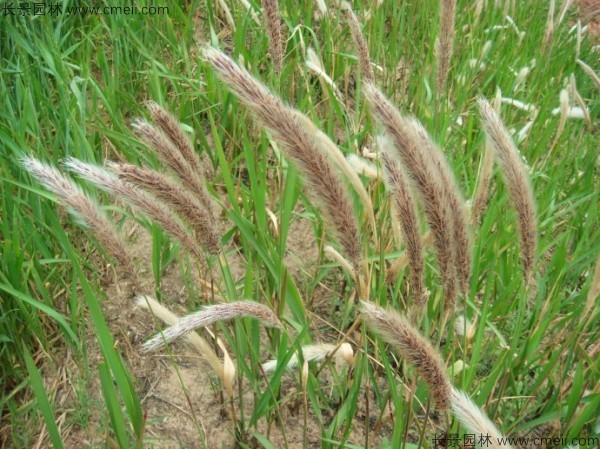 白茅种子发芽出苗图片