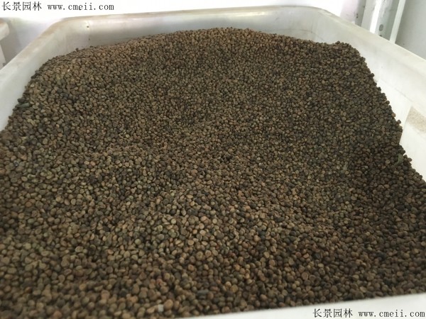 常春藤种子图片