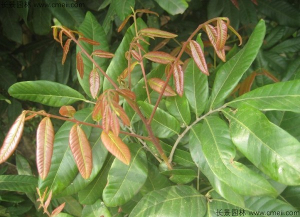 桂圆种子发芽出苗图片