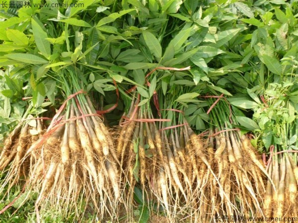 发财树种子发芽出苗图片