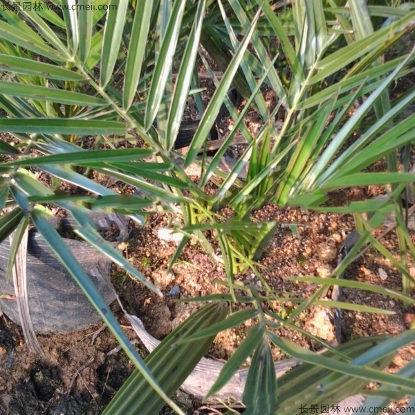 加拿利海枣种子发芽出苗图片