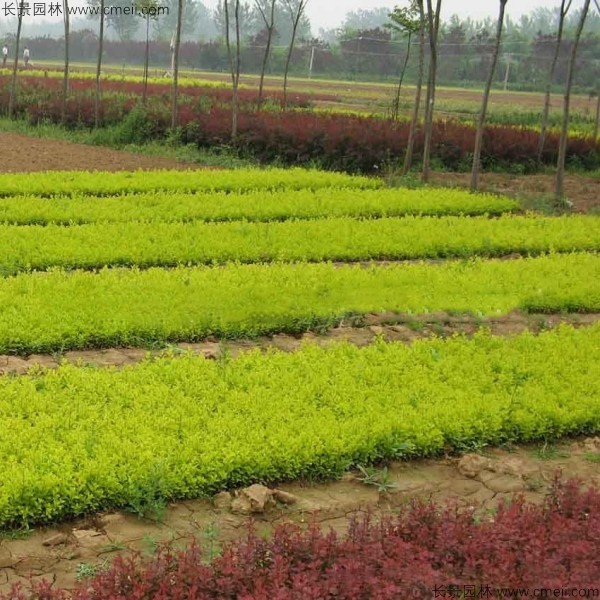 金叶女贞种子发芽出苗图片