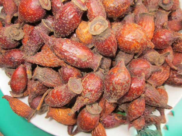 金樱子种子图片