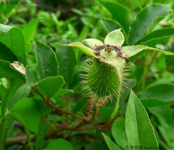 金樱子种子发芽出苗图片