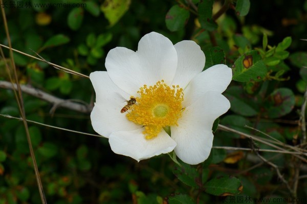 金樱子种子发芽出苗图片