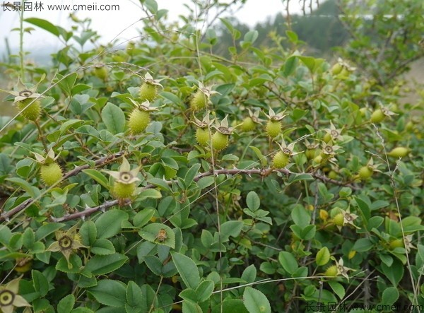 金樱子种子发芽出苗图片