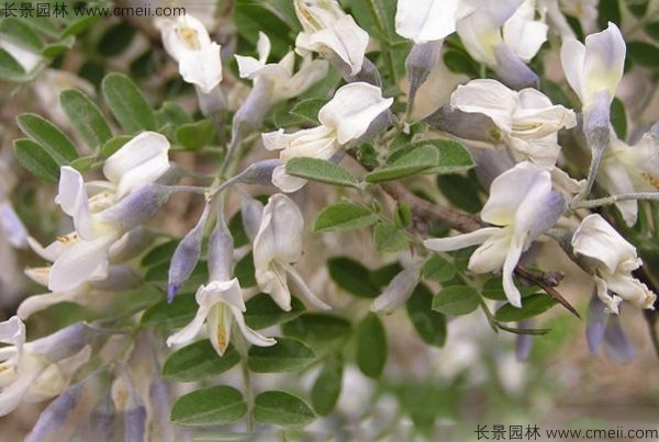 苦刺种子发芽出苗开花图片