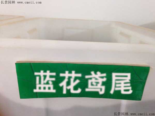 蓝花鸢尾种子图片