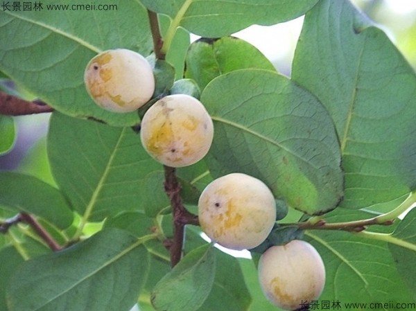 软枣种子发芽出苗图片