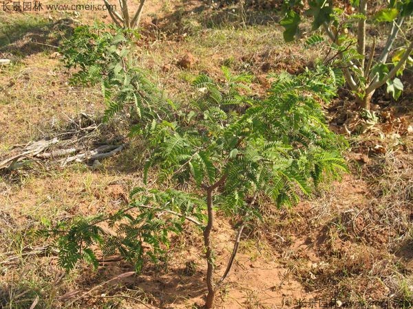 酸角种子发芽出苗图片