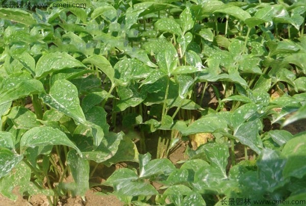 天南星种子发芽出苗图片