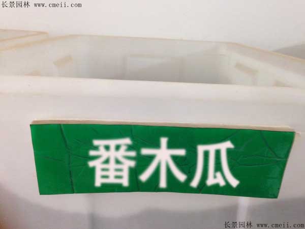 番木瓜种子图片