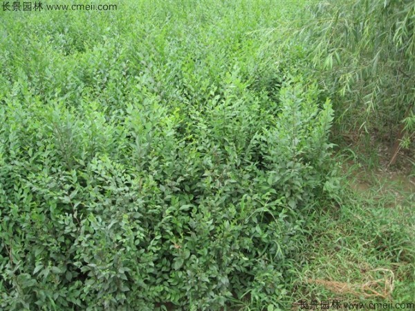 榆树种子发芽出苗图片