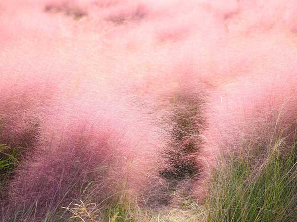 粉黛乱子草种子发芽出苗图片