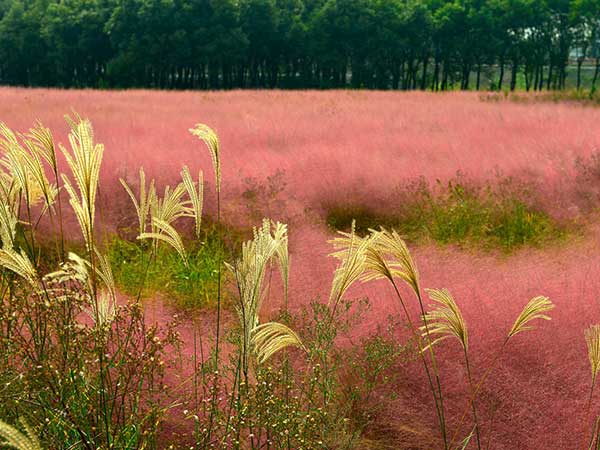 粉黛乱子草种子发芽出苗图片