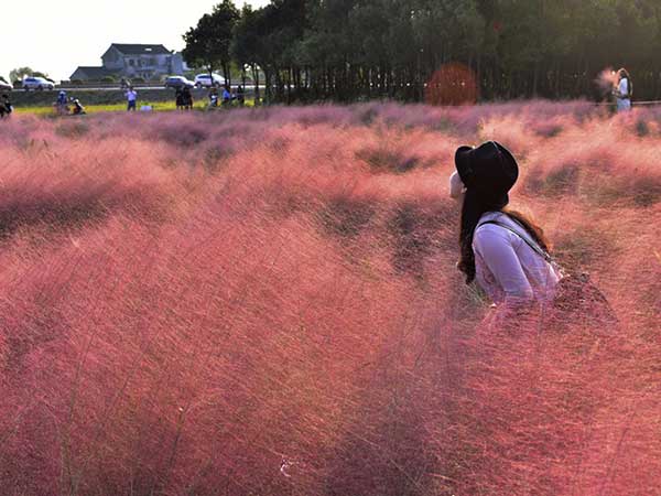 粉黛乱子草种子发芽出苗图片