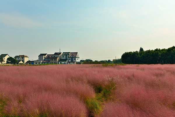 粉黛乱子草种子发芽出苗图片