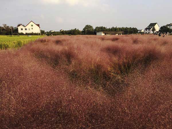 粉黛乱子草种子发芽出苗图片