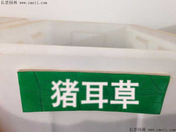 猪耳草种子图片