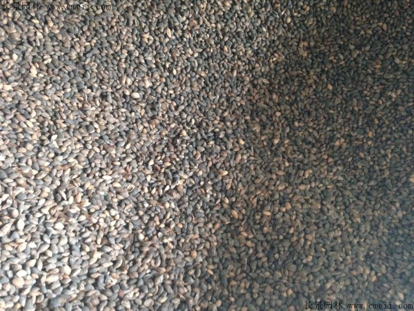 日本黑松种子图片