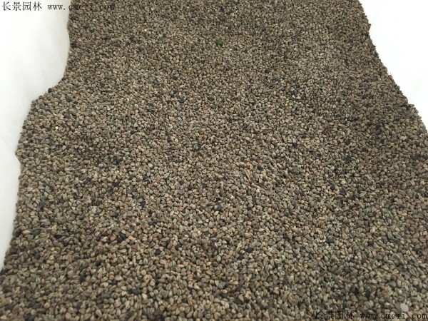 黑苦荞种子图片