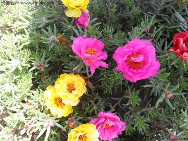 松叶牡丹种子发芽出苗开花图片