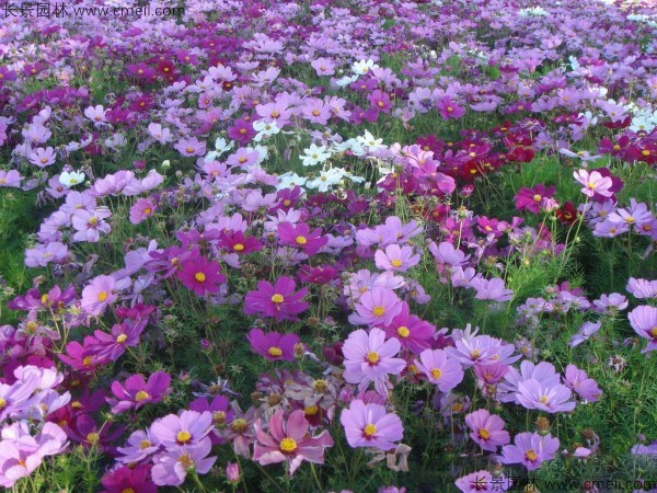 格桑花种子发芽出苗开花图片