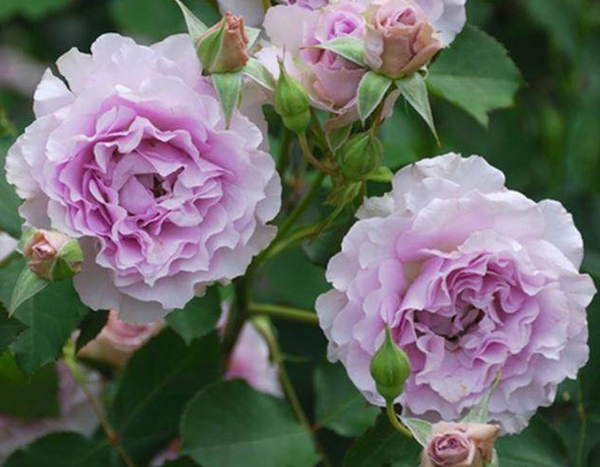 薰衣草女神欧月照片