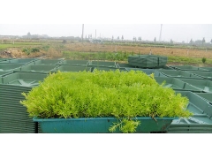 佛甲草屋顶绿化案例