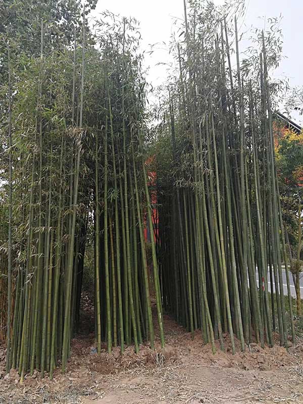 早园竹园林绿化植物