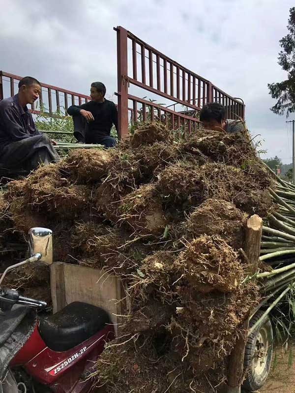 早园竹园林绿化植物