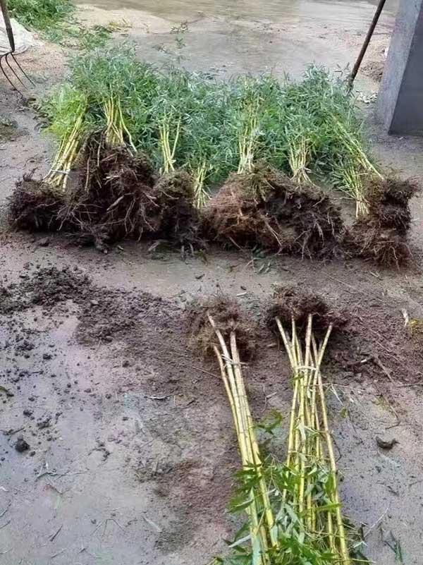 金镶玉竹苗竹子