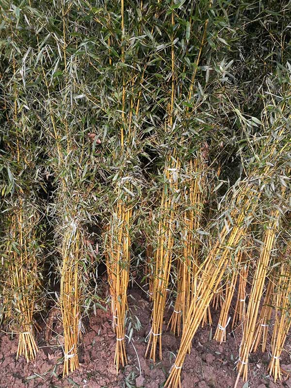 金镶玉竹苗竹子