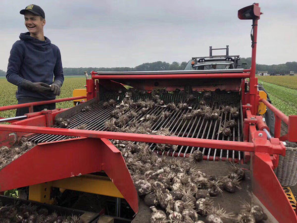 荷兰进口风信子种球图片