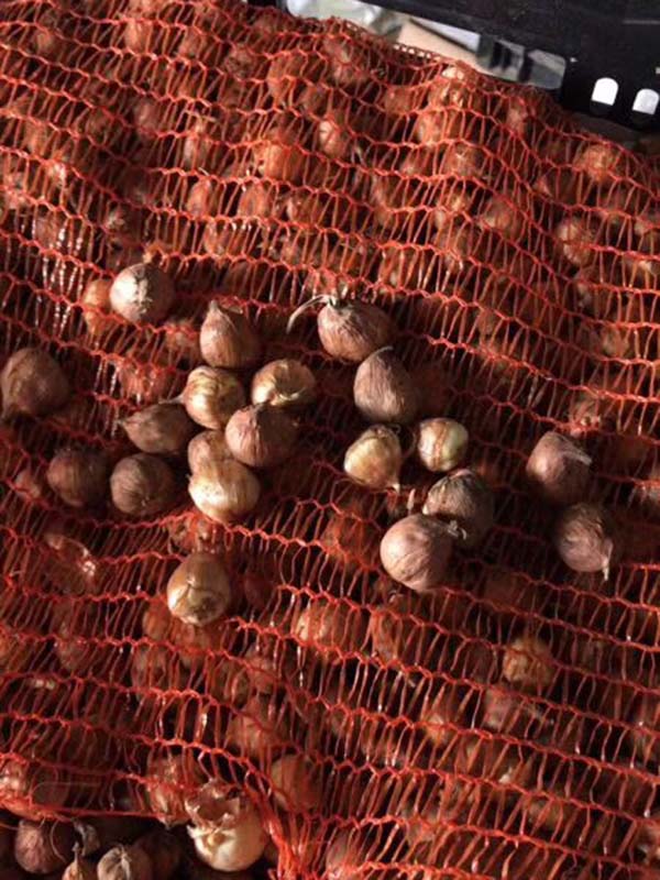 进口剑兰种球种苗