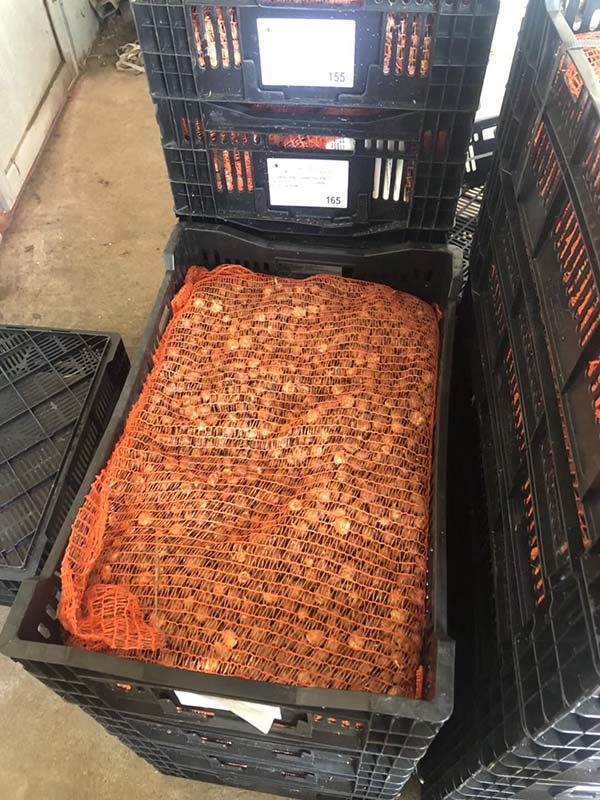 进口剑兰种球种苗