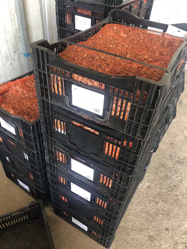 进口剑兰种球种苗