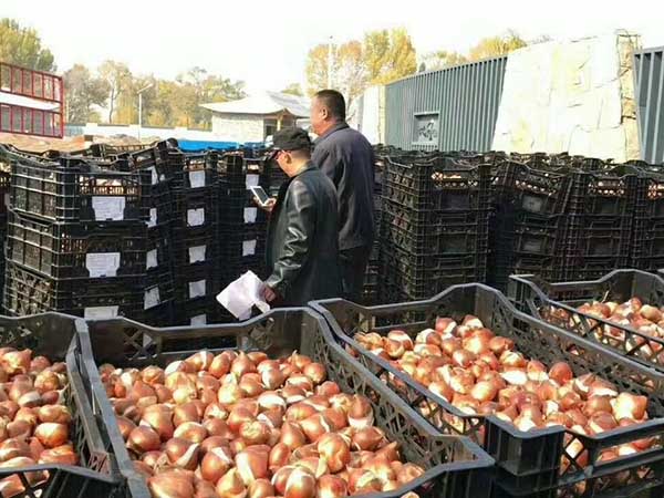 水仙花种球种根种苗